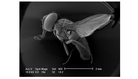 Micrografia ottenuta al microscopio elettronico a scansione (SEM) di un